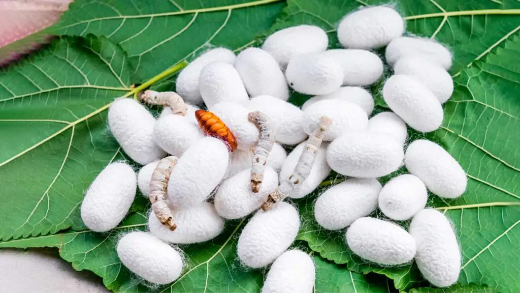 Image to show silk worms on a leaf during the process of harvesting Ahimsa silk